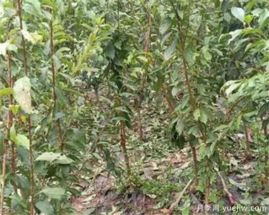 李子树什么时间移栽成活率高 李子树移栽后如何管理(图1) 李子树什么时间移栽成活率高 李子树移栽后如何管理(图1)