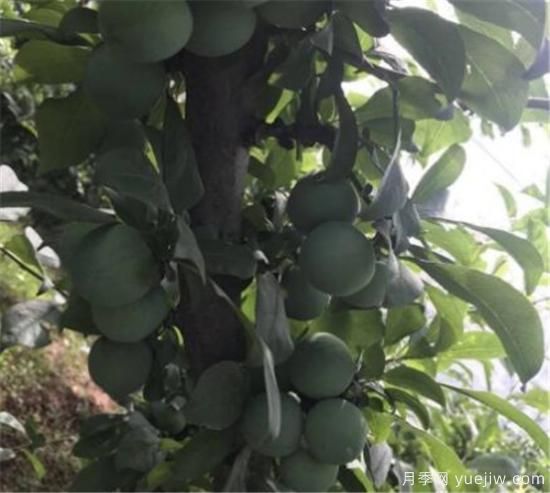 李子树常见的病虫害有哪些 李子树病虫害防治技术(图3)