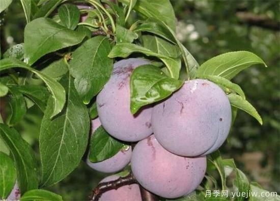 李子树常见的病虫害有哪些 李子树病虫害防治技术(图2)