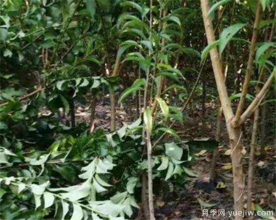 李子树修剪时间几月份合适 李子树修剪方法和要点(图3)