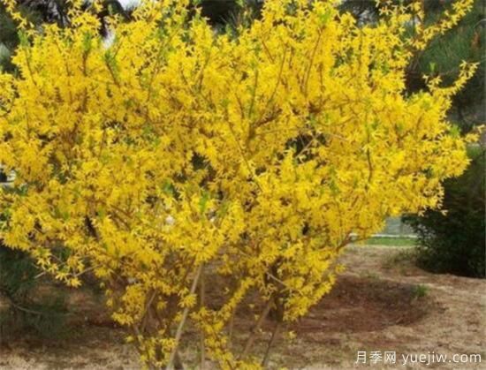 种植连翘前景好不好 连翘种植后收入利润分析(图3) 种植连翘前景好不好 连翘种植后收入利润分析(图3)