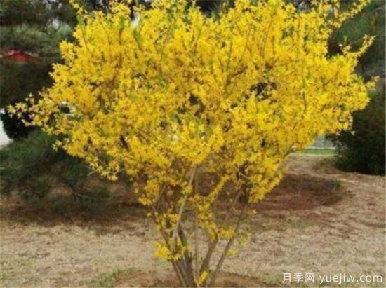 连翘树有什么价值 连翘的功效和作用介绍(图1)