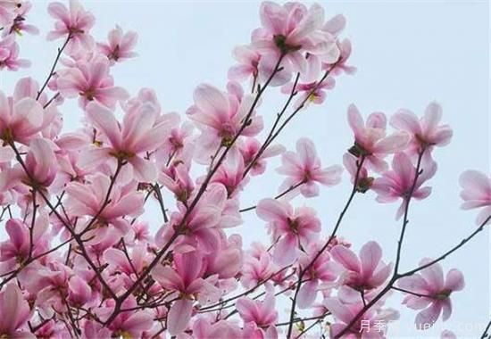 南阳玉兰基地，5、6、7公分紫玉兰近期价格(图2)