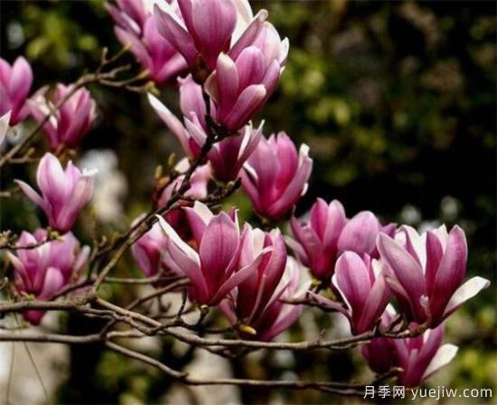 紫玉兰小苗多少钱一棵 2、3、4公分紫玉兰价格表(图1) 紫玉兰小苗多少钱一棵?南阳2、3、4公分紫玉兰价格表(图1)