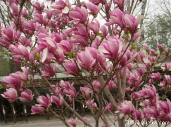 紫玉兰小苗多少钱一棵 2、3、4公分紫玉兰价格表(图3) 紫玉兰小苗多少钱一棵?南阳2、3、4公分紫玉兰价格表(图2)