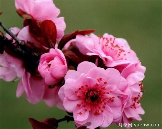 美人梅常见的病虫害有哪些 美人梅病虫害防治技术(图2) 美人梅常见的病虫害有哪些 美人梅病虫害防治技术(图2)