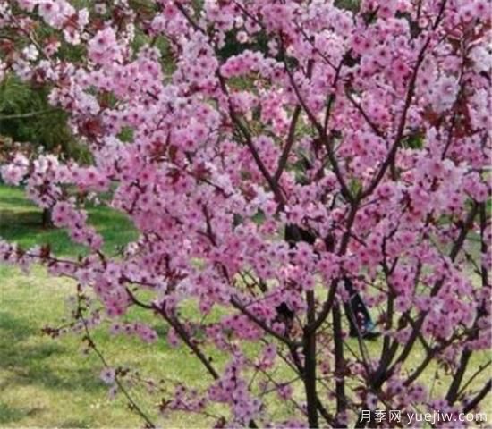 美人梅常见的病虫害有哪些 美人梅病虫害防治技术(图1) 美人梅常见的病虫害有哪些 美人梅病虫害防治技术(图1)