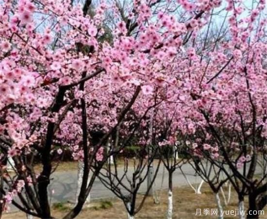 美人梅常见的病虫害有哪些 美人梅病虫害防治技术(图3) 美人梅常见的病虫害有哪些 美人梅病虫害防治技术(图3)