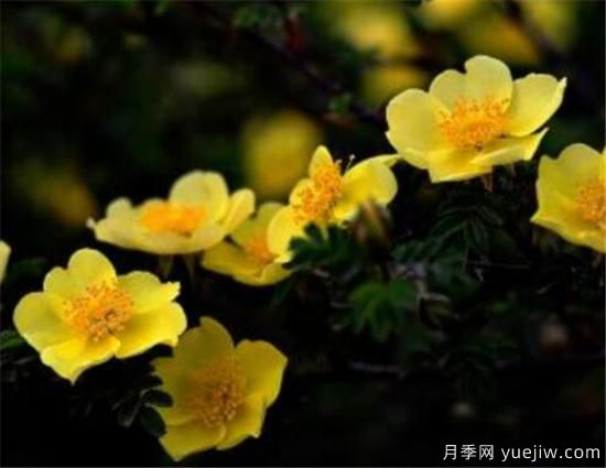 蔷薇花有哪些品种 蔷薇花有哪几种颜色(图6)