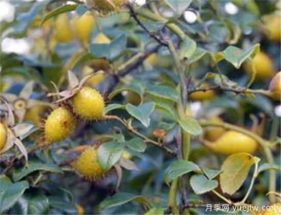 蔷薇花有哪些品种 蔷薇花有哪几种颜色(图7)