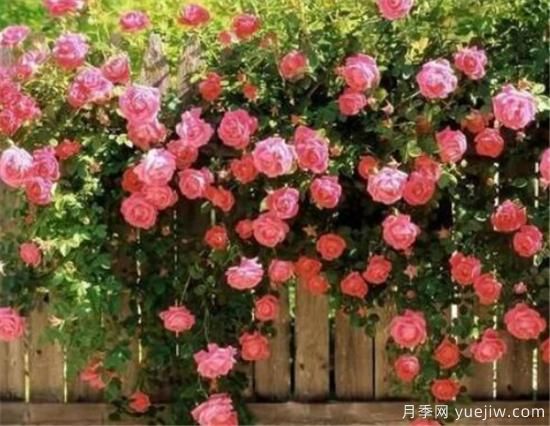 蔷薇花有哪些品种 蔷薇花有哪几种颜色(图3)