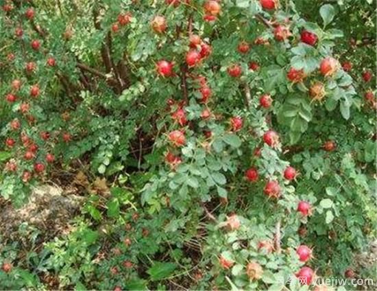 蔷薇花结的果实有用吗 野蔷薇的果实可以吃吗(图3) 蔷薇花结的果实有用吗 野蔷薇的果实可以吃吗(图3)