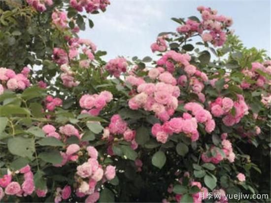 蔷薇花什么时候开 蔷薇的花语和寓意象征(图1) 蔷薇花什么时候开 蔷薇的花语和寓意象征(图1)