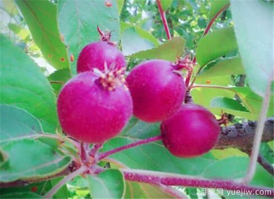 蔷薇花结的果实有用吗 野蔷薇的果实可以吃吗(图2) 蔷薇花结的果实有用吗 野蔷薇的果实可以吃吗(图2)