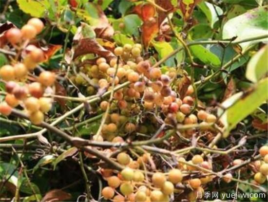 蔷薇花结的果实有用吗 野蔷薇的果实可以吃吗(图1) 蔷薇花结的果实有用吗 野蔷薇的果实可以吃吗(图1)