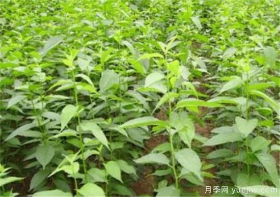 山茱萸苗批发价格 山茱萸的树是什么样子(图1)