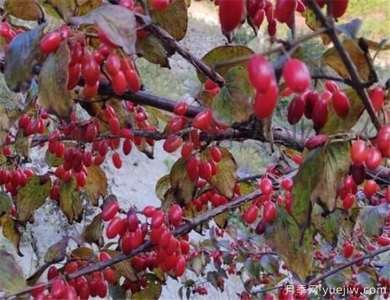 山茱萸和吴茱萸的区别 山茱萸泡水喝的功效(图3) 山茱萸和吴茱萸的区别 山茱萸泡水喝的功效(图3)