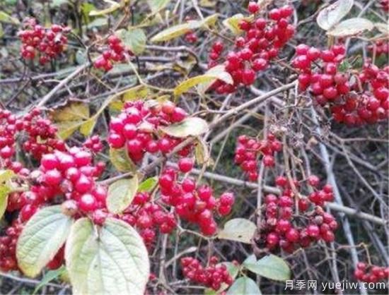山茱萸和吴茱萸的区别 山茱萸泡水喝的功效(图1) 山茱萸和吴茱萸的区别 山茱萸泡水喝的功效(图1)