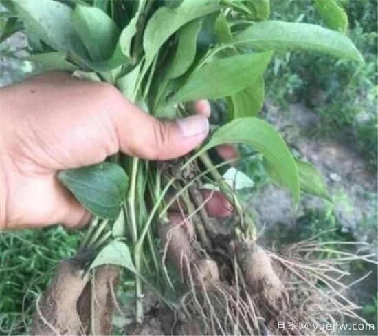 山茱萸苗批发价格 山茱萸的树是什么样子(图3)