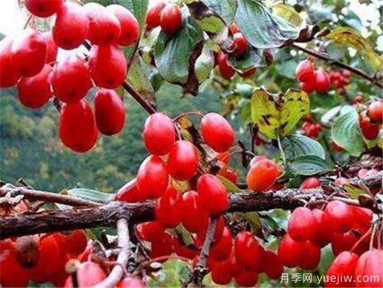 山茱萸的功效与作用有哪些 山茱萸价格多少钱一斤(图1)