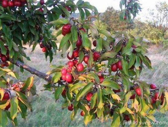 山茱萸的功效与作用有哪些 山茱萸价格多少钱一斤(图2)