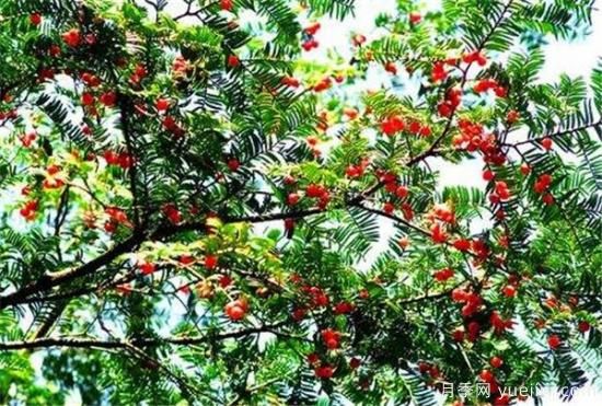 红豆杉种植方法有哪些 红豆杉怎么养比较好(图1) 红豆杉种植方法有哪些 红豆杉怎么养比较好(图1)