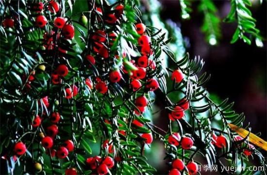 红豆杉产地是哪里的 如何选购红豆杉种苗(图2)