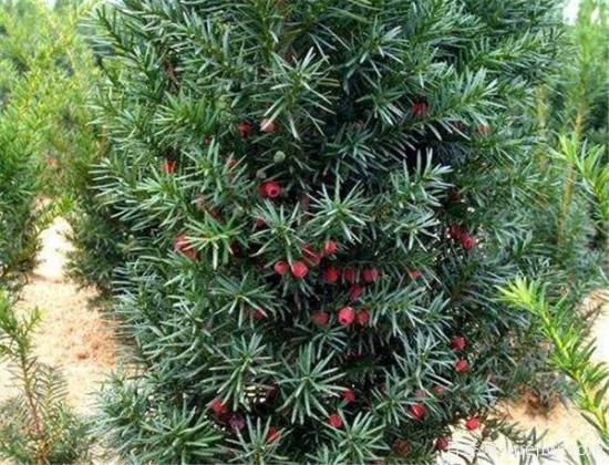 红豆杉种植方法有哪些 红豆杉怎么养比较好(图3) 红豆杉种植方法有哪些 红豆杉怎么养比较好(图3)