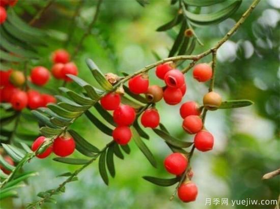 红豆杉种植方法有哪些 红豆杉怎么养比较好(图2) 红豆杉种植方法有哪些 红豆杉怎么养比较好(图2)