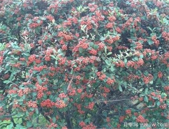 红豆树盆景制作方法 红豆树盆栽养殖方法和注意事项(图3)