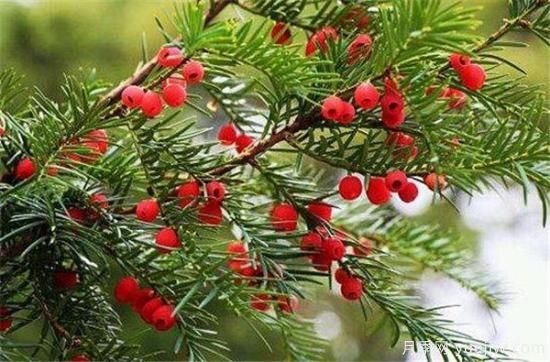 红豆杉盆景制作方法 红豆杉的养殖方法和注意事项(图2)