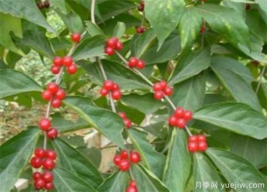 红豆树盆景制作方法 红豆树盆栽养殖方法和注意事项(图1)