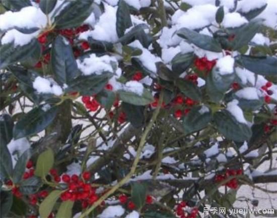 红豆树盆景制作方法 红豆树盆栽养殖方法和注意事项(图2)