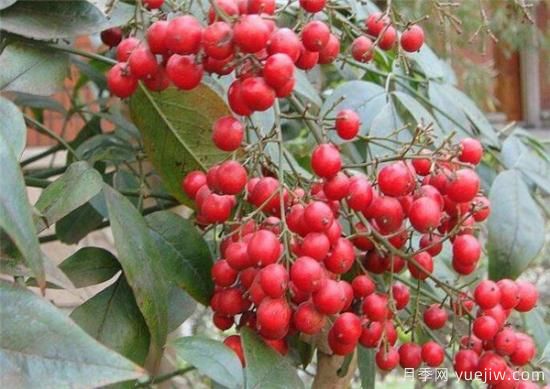 红豆树的功效作用有哪些 浅谈红豆树的价值(图2) 红豆树的功效作用有哪些 浅谈红豆树的价值(图2)