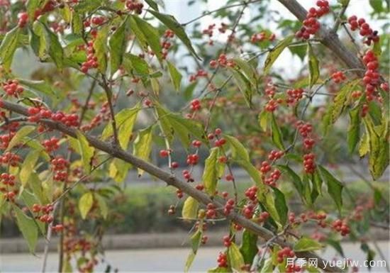 红豆树的功效作用有哪些 浅谈红豆树的价值(图1) 红豆树的功效作用有哪些 浅谈红豆树的价值(图1)