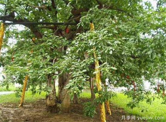 红豆树的功效作用有哪些 浅谈红豆树的价值(图3) 红豆树的功效作用有哪些 浅谈红豆树的价值(图3)