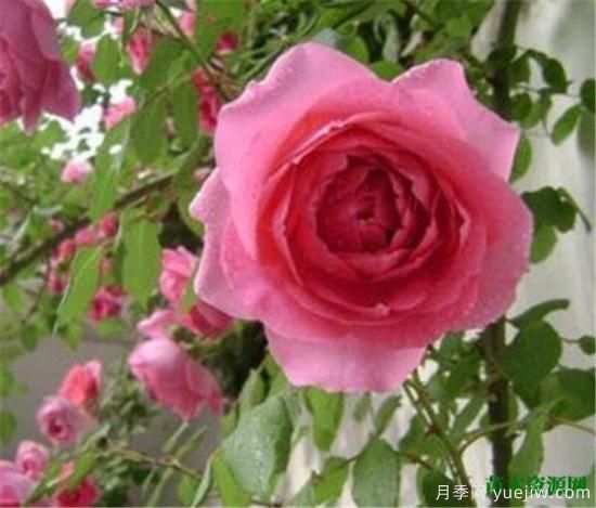 藤本月季哪个品种好 藤蔓月季耐寒吗怎么养(图2)