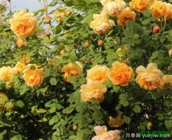藤本月季哪个品种好 藤蔓月季耐寒吗怎么养(图3)