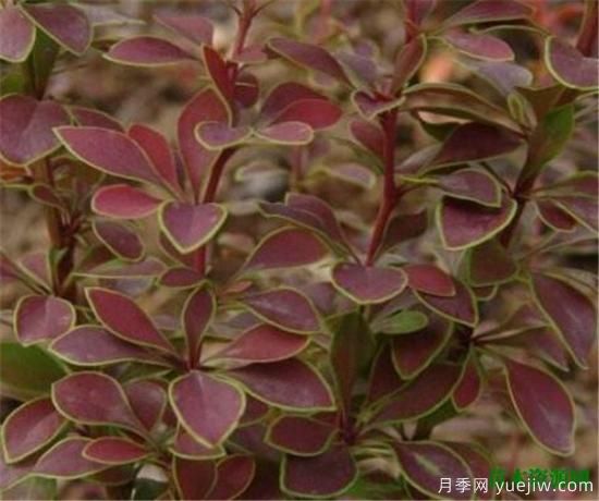 灌木植物种类图片有哪些 什么是灌木(图3) 灌木植物种类图片有哪些 什么是灌木(图3)