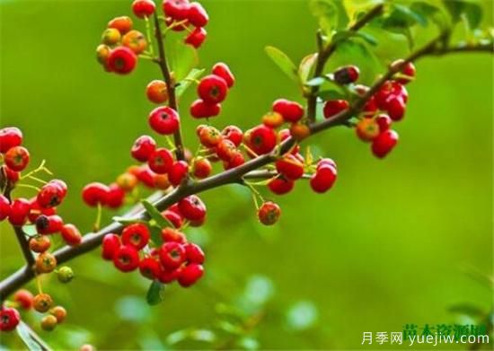 灌木植物种类图片有哪些 什么是灌木(图2) 灌木植物种类图片有哪些 什么是灌木(图2)