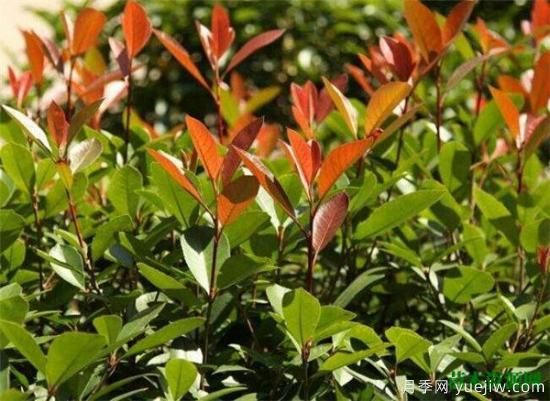 灌木植物种类图片有哪些 什么是灌木(图1) 灌木植物种类图片有哪些 什么是灌木(图1)