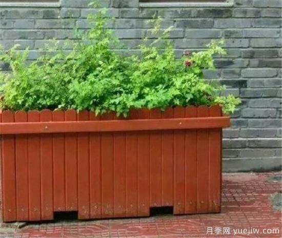 防腐木花盆优缺点 防腐木花盆养花好吗(图2)