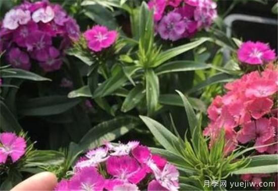 最耐阴耐寒的十大花卉 耐寒的庭院树木有哪些(图2)