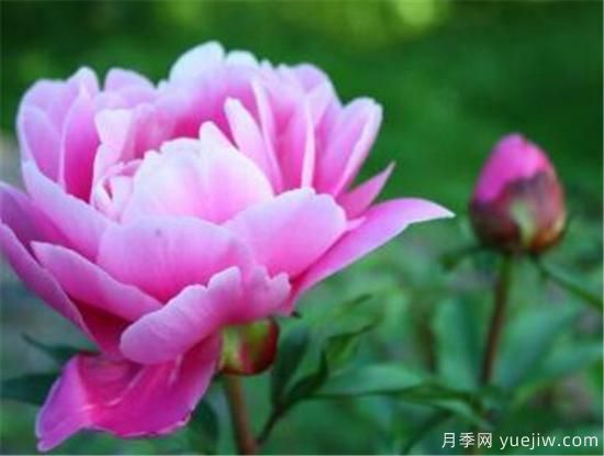 最美丽的花是什么 世界上最诡异漂亮的花(图1) 最美丽的花是什么 世界上最诡异漂亮的花(图1)