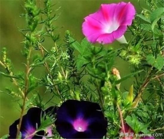 最美丽的花是什么 世界上最诡异漂亮的花(图2) 最美丽的花是什么 世界上最诡异漂亮的花(图2)