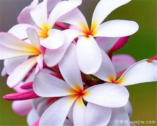 最美丽的花是什么 世界上最诡异漂亮的花(图3) 最美丽的花是什么 世界上最诡异漂亮的花(图3)