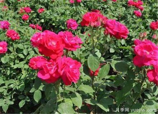 种玫瑰花用什么肥料最好 种玫瑰花的好处(图2)