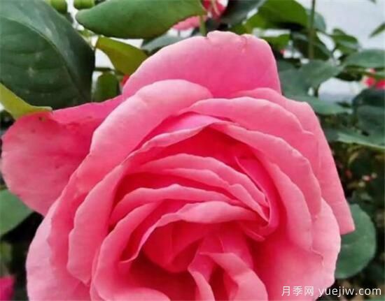 种玫瑰花用什么肥料最好 种玫瑰花的好处(图3)