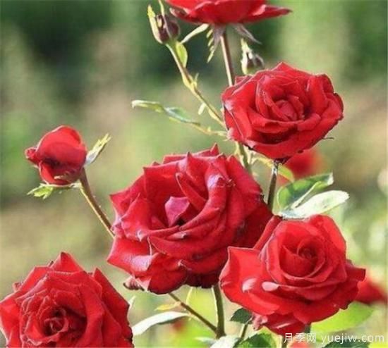 种玫瑰花用什么土壤最合适 种玫瑰用什么花盆(图1)