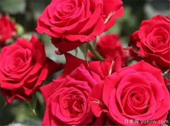 种玫瑰花用什么肥料最好 种玫瑰花的好处(图1)